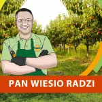 Kiedy zabezpieczyć brzoskwinie przed kędzierzawością