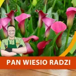 Jak sadzić kalle w donicy?