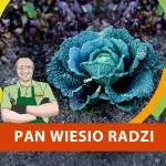 Kiedy siać kapustę włoską